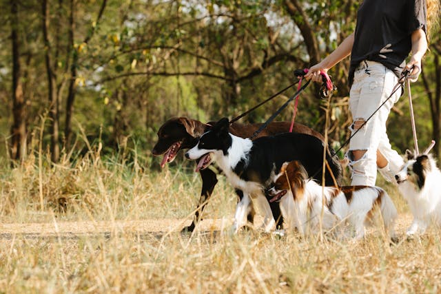 Boarding vs. Pet Sitting vs. Asking a Friend: What’s the Best Option for Your Dog? - Mutty Prints