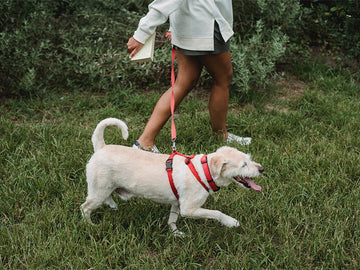 Sniff Walks vs. Exercise Walks: Why Your Dog Needs Both - Mutty Prints