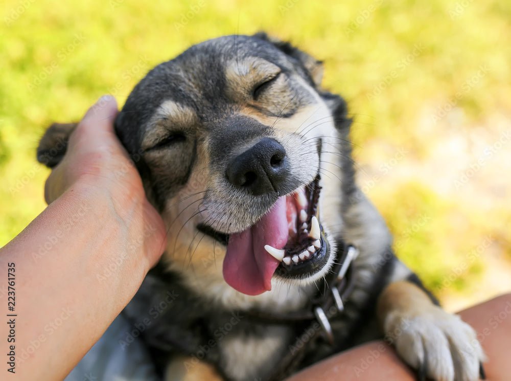 7 Myths About Adopting from a Dog Shelter – Debunked! - Mutty Prints
