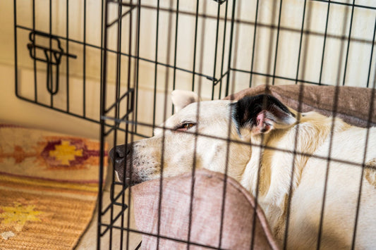 Crate Guilt Is Real—But So Is the Value of Crate Training - Mutty Prints