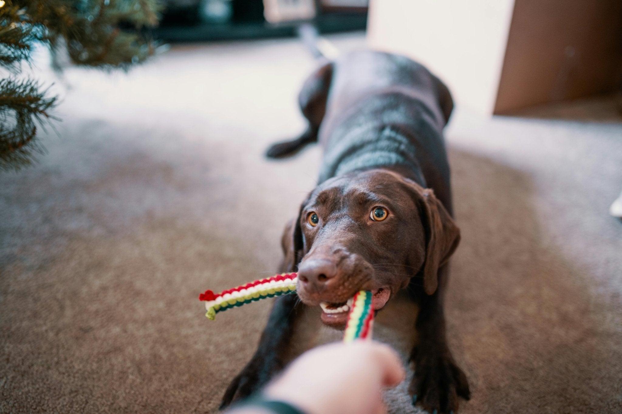 How Entertained Does Your Dog Really Need to Be All Day? - Mutty Prints