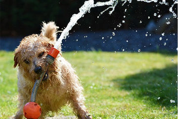 Is It Too Hot for My Dog? How to Manage Dogs in a Heat Wave Without Losing Your Mind (Or Your Pup’s Cool) - Mutty Prints