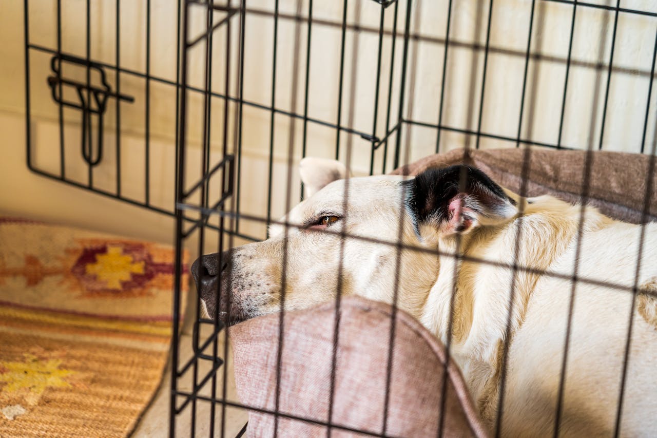 Crate Guilt Is Real—But So Is the Value of Crate Training