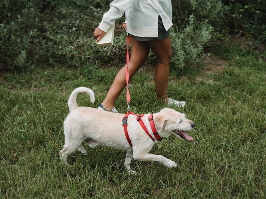 Sniff Walks vs. Exercise Walks: Why Your Dog Needs Both - Mutty Prints