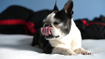 Spring Allergies in Dogs: Yes, They’re Real - Mutty Prints