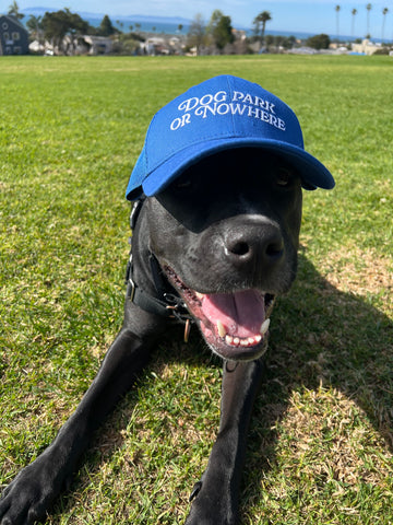 Dog wearing a blue cap with 'Dog Park or Nowhere' text on grass