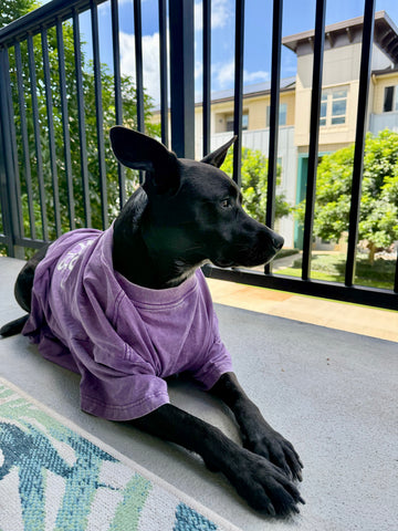 A dog wearing a purple shirt and sitting on a balcony with a view of trees and buildings.